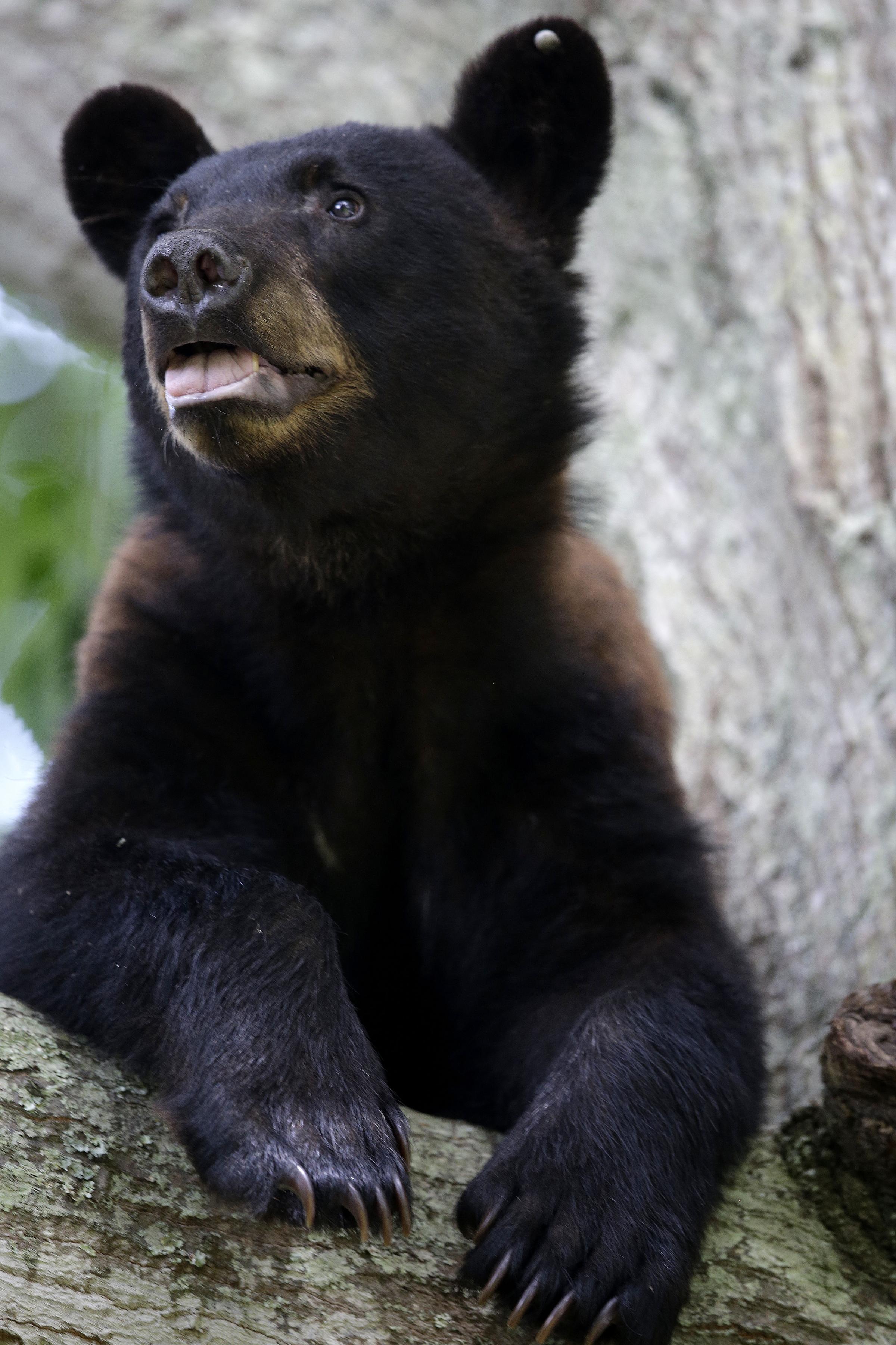 Black Bear